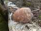 Nyírfa-tapló (Fomitopsis betulina), Dél-Pest